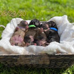 French Bulldog Puppies from Ever Dream Frenchies