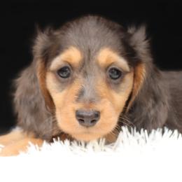 Celeste - Blue and tan female Dachshund puppy in Azle, Texas from American Dachshunds