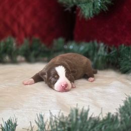 F - Red tri female Toy Australian Shepherd puppy in Killen, Alabama from Wilkers Wholehearted Mini Aussies