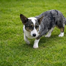 Cardigan Welsh Corgi puppies from Leather & Lace
