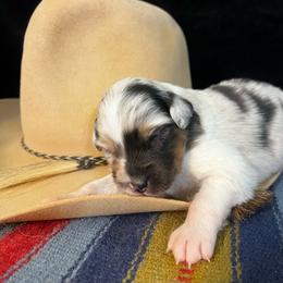 Dazzle - Blue merle female Australian Shepherd puppy in Golden Valley, Arizona from Bright Eyes Aussies