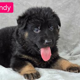 Miss Burgundy - Black and red female German Shepherd puppy in Sumner, Iowa from Vom Wilke Kennels
