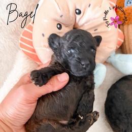 Bagel - Sable male Poodle puppy in Kula, Hawaii from Toy Poodle & Maltipoo Maui