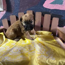 Male spot 3 - Wheaten male Soft Coated Wheaten Terrier puppy in Gladewater, Texas from Felicias Swheaties