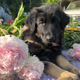 German Shepherds from www.erdberrehausgsd.net