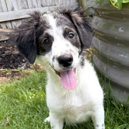 Salt - Black and white male Aussiedoodle puppy in Destin, Florida from Aussiedoodles On The Beach