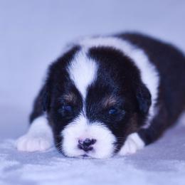 Mariposa - Black tri-color female Australian Shepherd puppy in Easton, Missouri from MMA Kennel