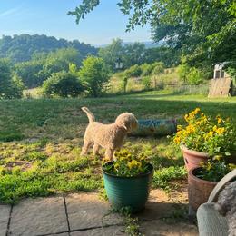 IZZY - Brown female Lagotto Romagnolo puppy in Knoxville, Tennessee from Squisito Lagotti