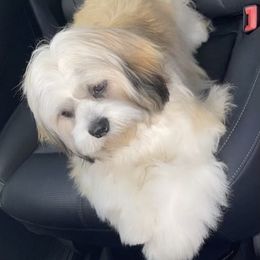 Tulsa - Lhasa Apso