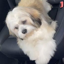 Tulsa - Lhasa Apso
