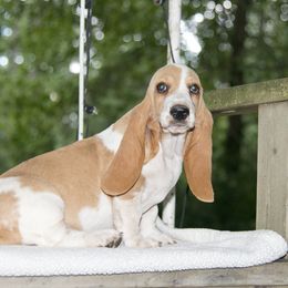 CupCake - Lemon and white Basset Hound puppy in Middle Ga 1.5 Hrs From Atlanta, Georgia from Mountain Ridge Basset Hounds