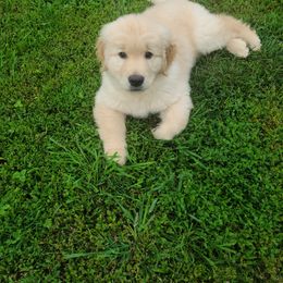 Golden Retriever Puppies from Meirzah Golden Retrievers