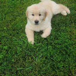 Golden Retriever Puppies from Meirzah Golden Retrievers