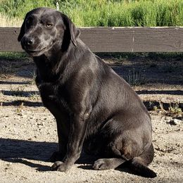 Dilute Retrievers and Labrador Retrievers from Jobs Peak Labradors