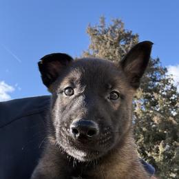 Orange - Fawn sable male Belgian Malinois puppy in Boise, Idaho from Wings of Freedom Retrievers and Malinois