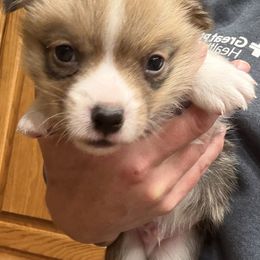 Boy 2 - Red male Pembroke Welsh Corgi puppy in Wellfleet, Nebraska from RK Corgis