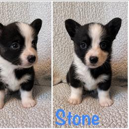 Stone - Black and white male Cardigan Welsh Corgi puppy in Box Elder, South Dakota from BELieve Cardigan Welsh Corgis