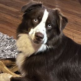 Leo - Australian Shepherd