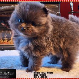 Mollie - Blue female Pomeranian puppy in Chelsea, Oklahoma from English Rose Poms