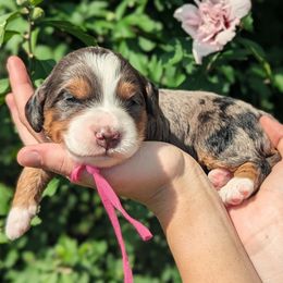 America - Blue merle female Bernedoodle puppy in Mount Pleasant, Tennessee from Amy Brewer