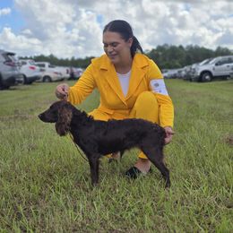 Boykin Spaniel and English Springer Spaniel All Grown Up from 31 Pines Springers & Retrievers