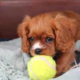 AKC Hoyt - Ruby male Cavalier King Charles Spaniel puppy in Albany, Indiana from Hatz Off Puppies