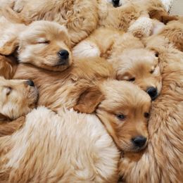 Golden Retriever Puppies from Ramblin Gypsy Ranch