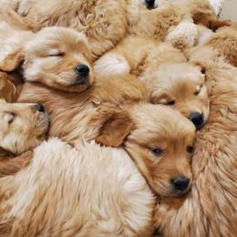 Golden Retriever Puppies from Ramblin Gypsy Ranch