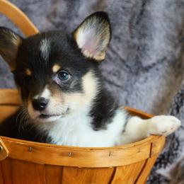 Matza - Black and tan female Pembroke Welsh Corgi puppy in California City, California from Piff N Puff Corgis