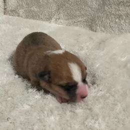 George - Red male Pembroke Welsh Corgi puppy in Morgantown, Pennsylvania from GoldStar Corgis (License Number 18519)