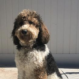 Bernedoodles from Morgan Valley Paws