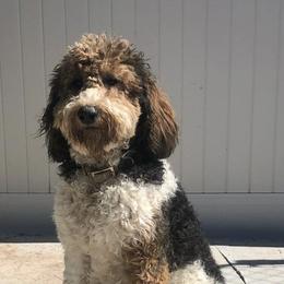 Bernedoodles from Morgan Valley Paws