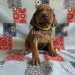 Yellow collar - Red female Redbone Coonhound puppy in Mount Pleasant, Texas from Harmons Hounds