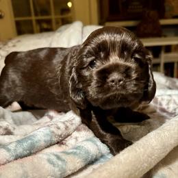 Cocoa - Brown female Cocker Spaniel puppy in Memphis, Tennessee from Cordova Cockers