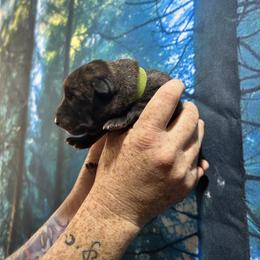 Dreamfyre - Black brindle female Dutch Shepherd puppy in Lawtey, Florida from Berserker Malinois Kennel