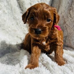 Leia - Red  female Goldendoodle puppy in American Fork, Utah from Kym’s Micro Mini Goldendoodles