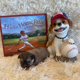 Elise - Liver female Shih Tzu puppy in Success, Missouri from Sweet Success