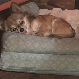 Java Bean - Chihuahua