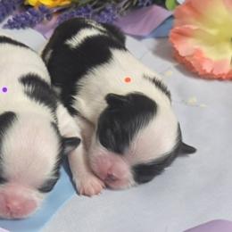 Black Girl (orange) - Black and white female Japanese Chin puppy in Tulsa, Oklahoma from Locust Creek Pugs & Japanese Chin's