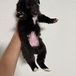 Australian Shepherd and Miniature American Shepherd Puppies from Autumn Fall Aussies