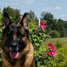 Icey - German Shepherd