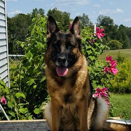 Icey - German Shepherd