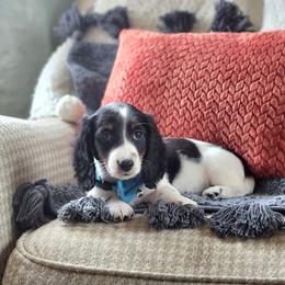 AKC Meet Chandler :) - Piebald male Dachshund puppy in Centerville, Iowa from Barnyard Dachshunds, Dals & Doodles
