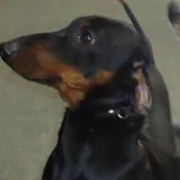 Dachshunds from Ransum Kennels