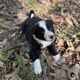 Angus - Black and white male Border Collie puppy in Paris, Texas from Broadmoor Farm
