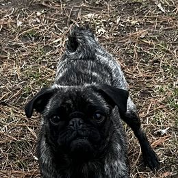 "Zemi" Pug All Grown Up from Oakcreek Farm