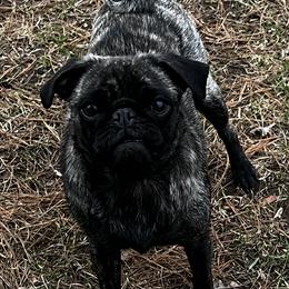 "Zemi" Pug All Grown Up from Oakcreek Farm