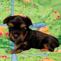 Mack - Black and gold male Yorkshire Terrier puppy in Gatesville, Texas from KontryKritterz Yorkies