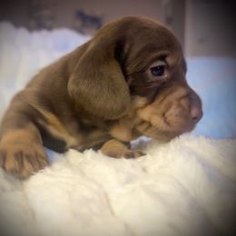 Bilbo Baggins - Chocolate and tan male Dachshund puppy in Boerne, Texas from Maravillas Dachshunds LLC