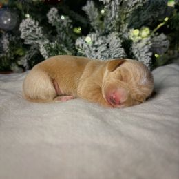 Frosty - Cream male Dachshund puppy in Lumber City, Georgia from CarolinaDachshunds